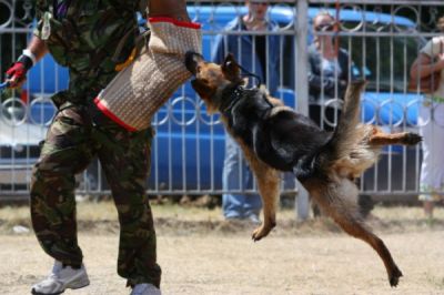 difesa-contro-cani-seminario-bodyguards